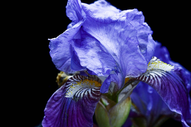 Violet purple iris background. Spring concept. Violet blue iris background. - Photo, Image
