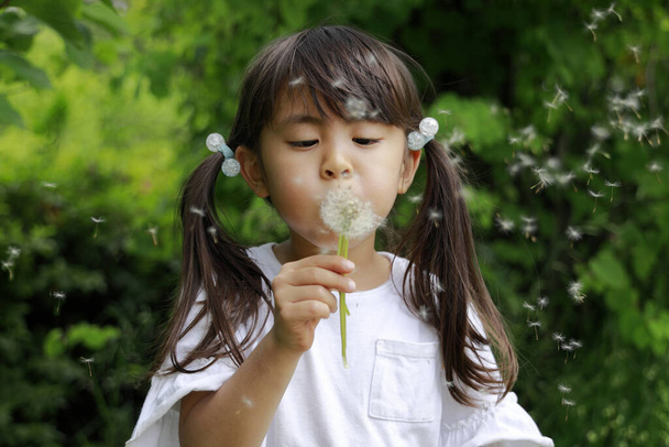 Ragazza giapponese che soffia semi di tarassaco (5 anni
) - Foto, immagini