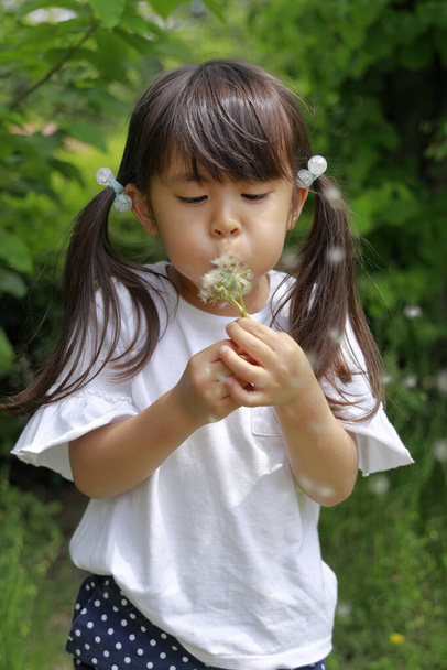 タンポポの種を吹く日本人の女の子(5歳)) - 写真・画像
