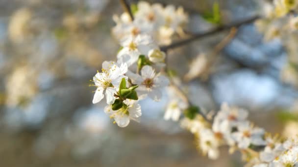 El primer plano de las flores blancas frescas que florecen en las ramas de un árbol a principios de primavera. - Imágenes, Vídeo