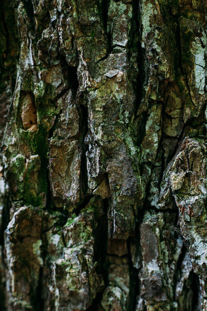 Strukturované textury vzor hnědé staré dřevo v letním lese - Fotografie, Obrázek