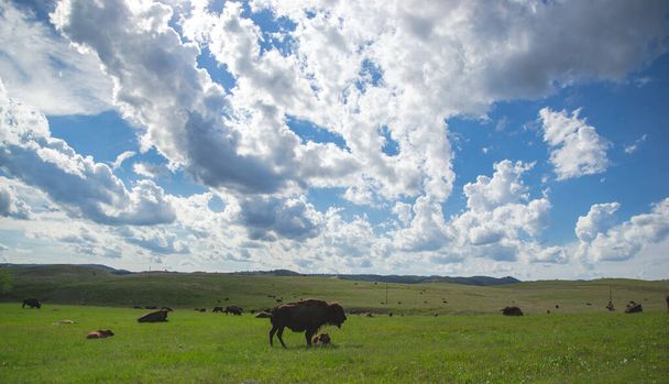 Green field with bison herds with cloudy blue sky in Custer national park in Black hills Stany Zjednoczone Ameryki. Koncepcja rolnictwa z krajobrazem przyrody, ssaki na pastwisku, jako tło ze wzgórzami - Zdjęcie, obraz