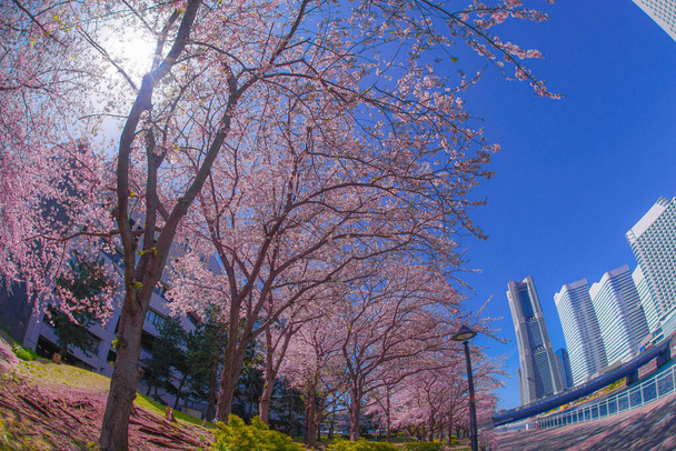 Sakura y Yokohama Minato Mirai tejados de plena floración
 - Foto, imagen