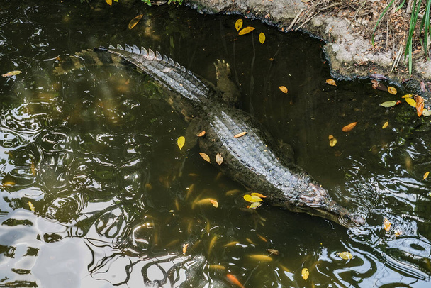 Krokodyl czai się w dżungli (fałszywy gharial) - Zdjęcie, obraz