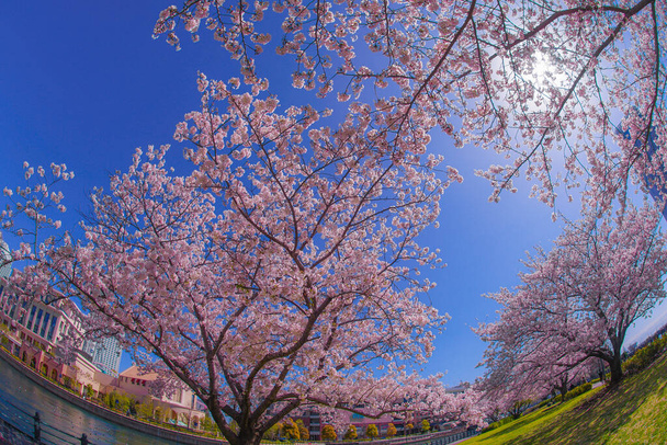 Sakura y Yokohama Minato Mirai tejados de plena floración
 - Foto, imagen