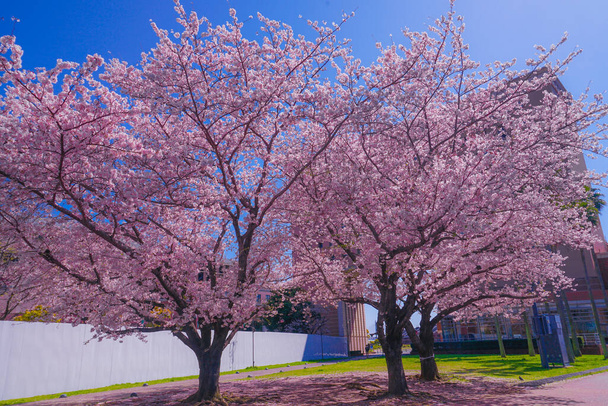 満開の桜と横浜みなとみらいの屋根 - 写真・画像