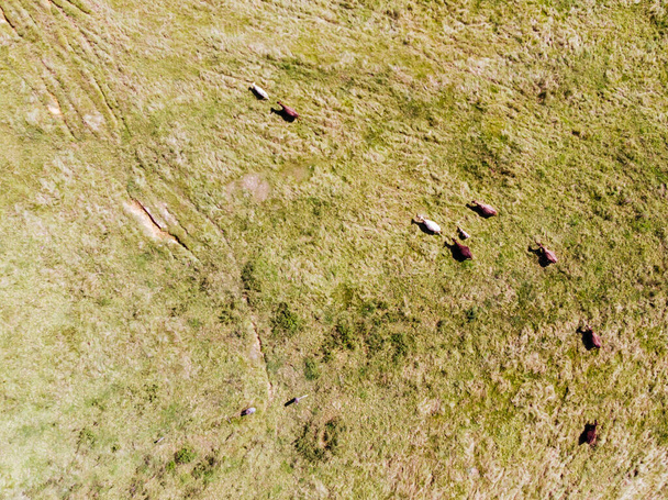 Weidende Kühe in Murwillumbah Australien - Foto, Bild