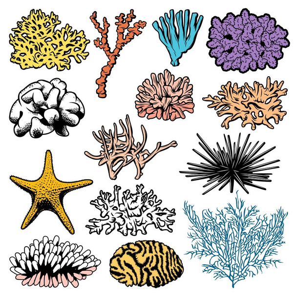 Víz alatti korallok, polipok, tengeri sünök és tengeri csillag vektor ikonok. Oceanarium tengeri csillaghal, tengeri sün és polipok, akvárium állatvilág, tengeri anemonok és óceáni zátonyok élőhelyei - Vektor, kép