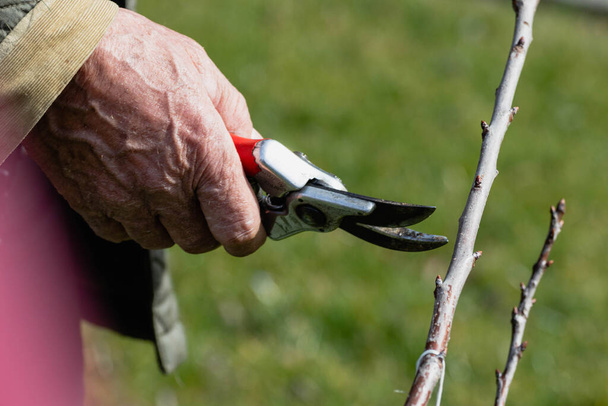 Velho agricultor cortando pequeno ramo de cereja no início da primavera, com tesoura
. - Foto, Imagem