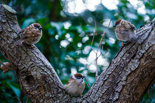 Immagine del passero che si ferma nell'albero
 - Foto, immagini