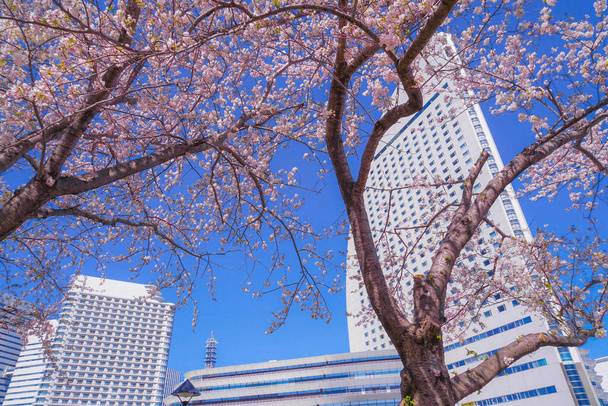 Sakura e Yokohama Minato Mirai tetti di piena fioritura
 - Foto, immagini