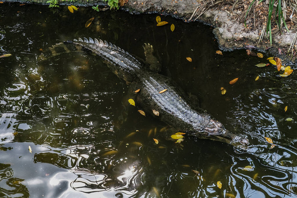 Coccodrillo in agguato nella giungla (falso gaviale
) - Foto, immagini