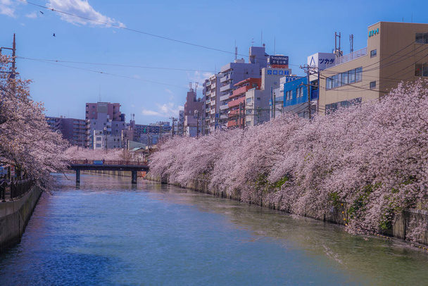 Cerezo en plena floración del río Ooka Purobunado
 - Foto, imagen