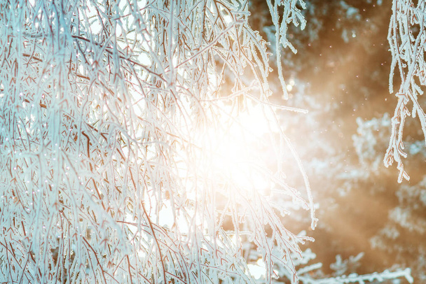 Friedlicher Winterhintergrund mit dem warmen Licht der Sonne. Sonnenlicht durch schneebedeckte Äste. - Foto, Bild