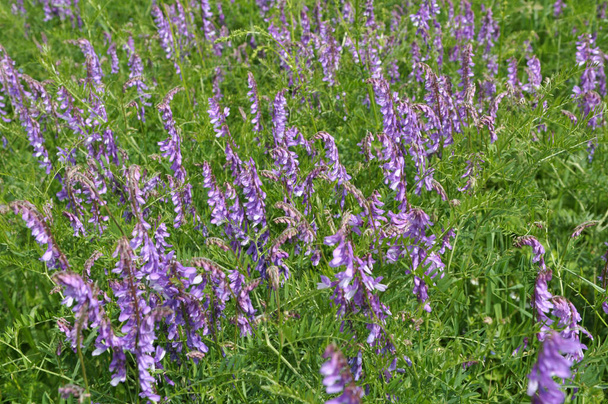 Vicia tenuifolia blooms in the meadow in the wild - Photo, Image