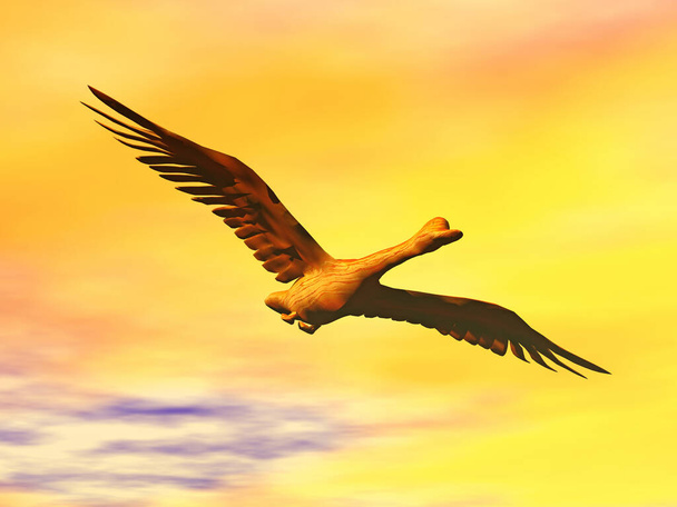 Letová studie ptáků na obloze - Fotografie, Obrázek