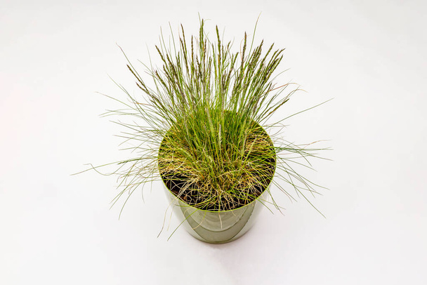 Prato erba isolata su sfondo bianco. Pianta verde in vaso
 - Foto, immagini