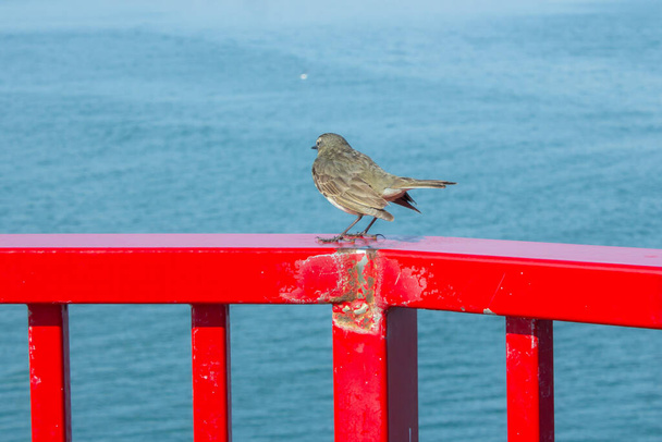 Little bird in red railing with the blue sea at his back - Photo, Image