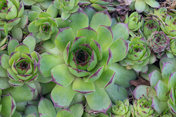 Pokrycie dachowe (Sempervivum tectorum L.) w ogrodzie wiosennym, zbliżenie. - Zdjęcie, obraz