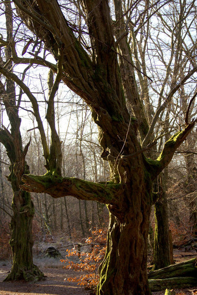 Carvalho podre e morto com um bizarro ramo horizontal na floresta primitiva de Sababurgo
 - Foto, Imagem