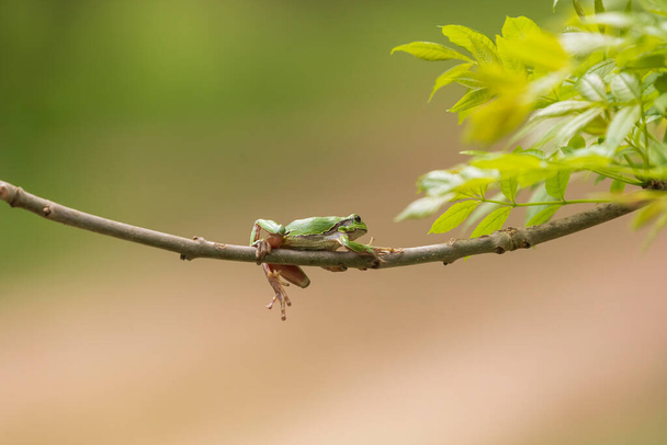 Hyla arborea - Green Tree Frog on a branch and on a reed by a pond. Tree frog in its natural habitat.  Wild photo. - Photo, Image
