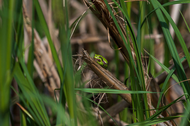 Hyla arborea -緑の木枝のカエルと池のほとりの葦。自然の生息地でのツリーカエル。野生写真. - 写真・画像