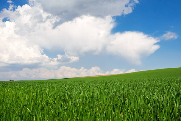 Blauwe lucht met wolken over een groen veld met jonge tarwe.  - Foto, afbeelding