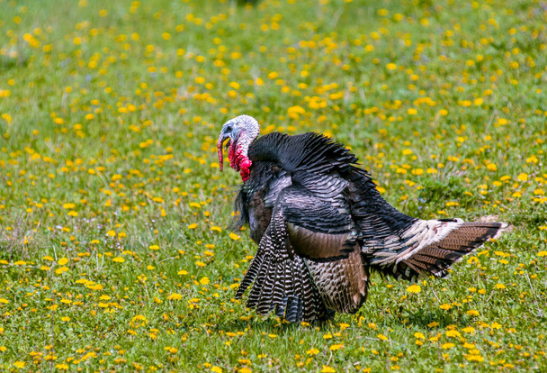 very beautiful tom-turkey in the field - Photo, Image