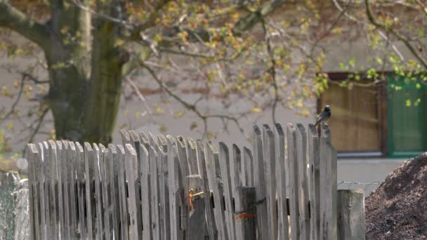 Black Redstart on fence near nest, male (Phoenicurus ochruros) - Filmagem, Vídeo