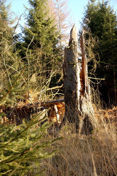 dąb podzielony przez burzę i błyskawice w pierwotnym lesie Sababurg - Zdjęcie, obraz
