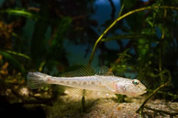 monkey goby, funny juvenile freshwater fish from Southern Bug river, feel comfortable in biotope aquarium, highly adaptable, active and curious species - Photo, Image