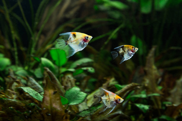 bright aquarium fish on a green background - Foto, immagini