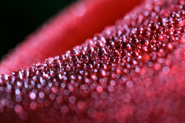 červená květina v makro kapkách - Fotografie, Obrázek
