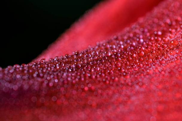 Red flower in macro drops - Foto, Bild