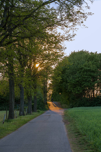 Route entre champs et arbres vers le soleil couchant
. - Photo, image