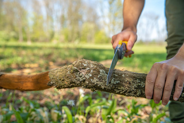 Un homme coupe une branche sèche avec une scie à main dans la forêt - Photo, image