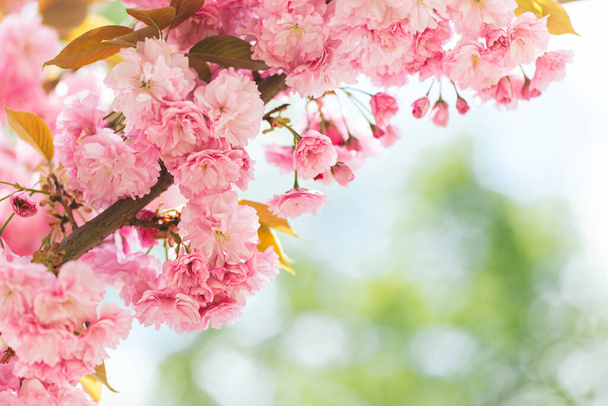 Amazing pink cherry blossoms on the Sakura tree.  Beautiful spring tree. Close-up.  - Фото, изображение
