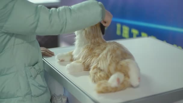 child stroking a cat robot - Materiał filmowy, wideo