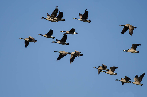Herde von Kanadagänsen fliegt in blauem Himmel - Foto, Bild
