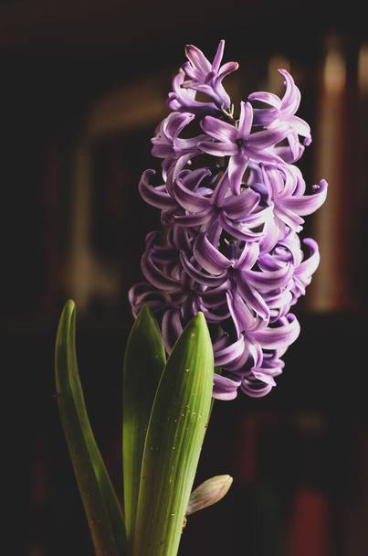 Violetti Hyasintti kukka dramaattisessa valossa edessä kirjahylly
 - Valokuva, kuva
