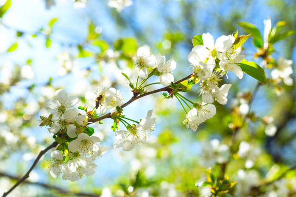 開花木、肥沃度と自然回復の春の概念. - 写真・画像