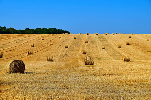 Świeże bele siana w polu ścierniska rolniczego pod błękitnym niebem w czasie zbiorów pszenicy - Zdjęcie, obraz