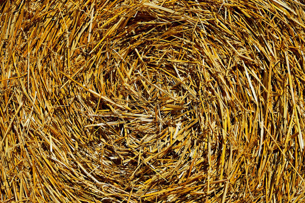 Čerstvé balíky sena v zemědělství strniště pod modrým nebem během sklizně pšenice - Fotografie, Obrázek
