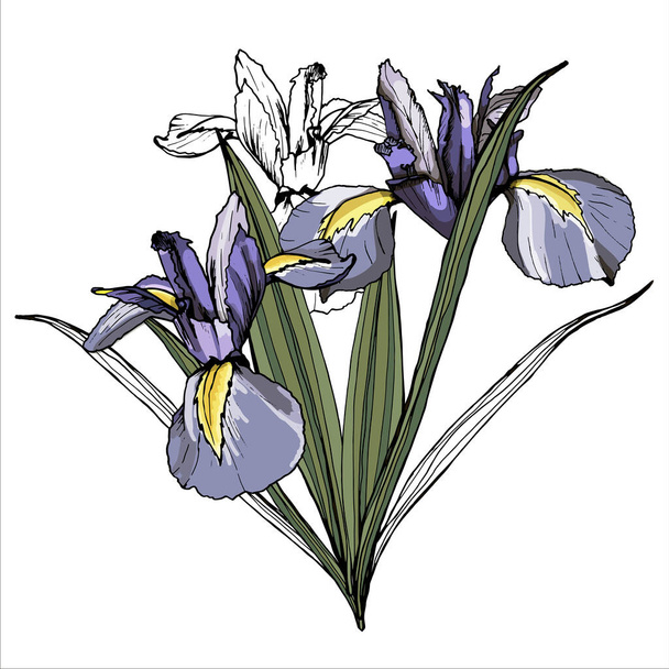 Bouquet de fleurs d'iris. Isolé sur fond blanc
 - Vecteur, image