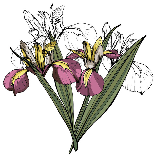 Boeket Iris bloemen. Geïsoleerd over witte achtergrond - Vector, afbeelding