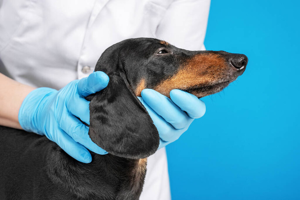 Veterinarian in doctors coat and rubber sterile gloves checks the eyes, ears and skin of cute obedient dachshund on blue background. Regular medical dogs examinations to take care of pets health. - Fotografie, Obrázek