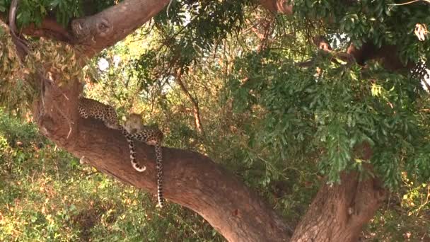 Dva mladí leopardi odpočívající na stromě v národním parku Chobe - Záběry, video