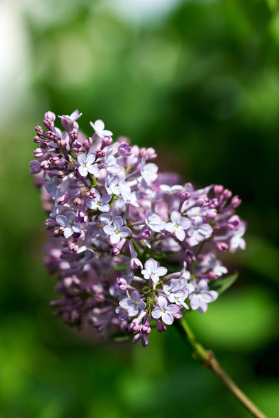 Flowers with five or three petals on a lilac branch, a sign of good luck. - Foto, afbeelding