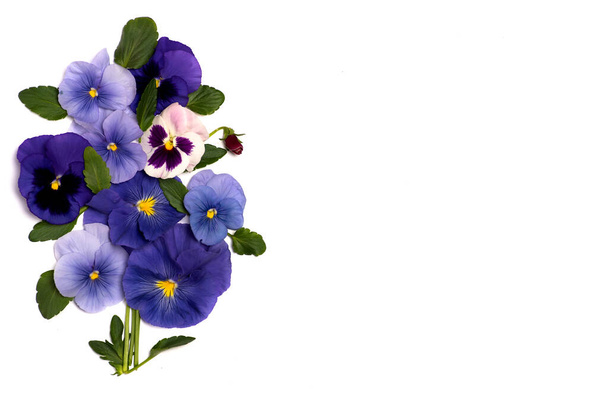 Фиолетовый цветок растений фиолетовый в цветочной композиции изолированы с копировальным пространством
 - Фото, изображение
