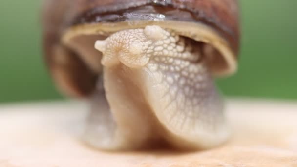 カタツムリがゆっくりと殻から這い出てきて - 映像、動画